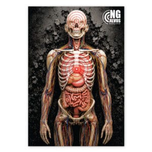 Alvo corpo humano 3d rock