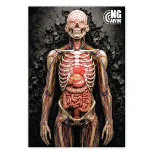 Alvo corpo humano 3d rock